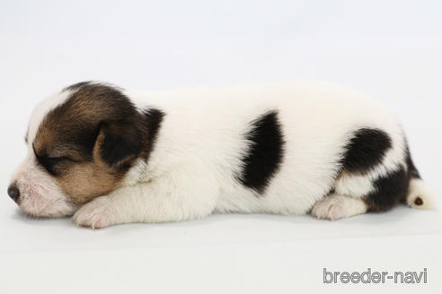 成約済の神奈川県のジャックラッセルテリア-240354の3枚目